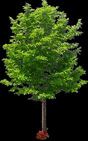 ps怎样制作合成健康绿色的果汁饮料宣传海报?