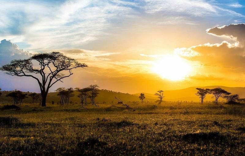 ps怎样制作合成花豹与草原完美结合的二次曝光效果?