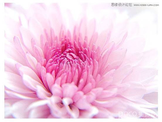 花卉摄影技巧和经验四要素