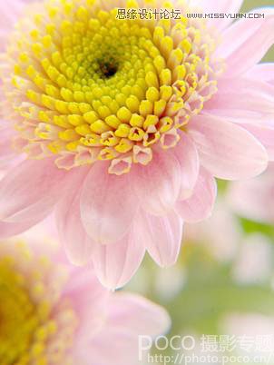 花卉摄影技巧和经验四要素