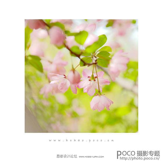 花卉摄影技巧和经验四要素