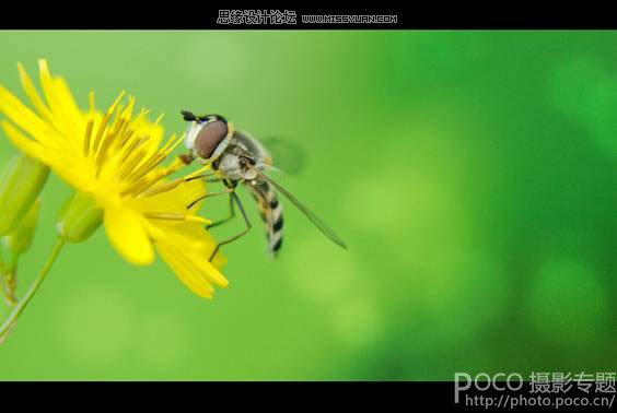 花卉摄影技巧和经验四要素