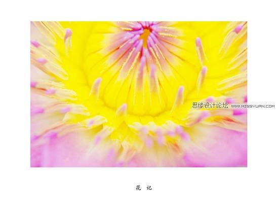 花卉摄影技巧和经验四要素