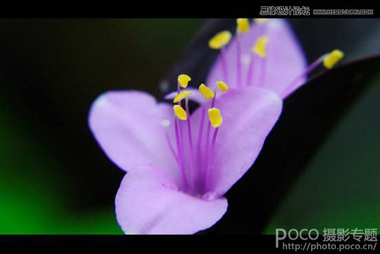 花卉摄影技巧和经验四要素