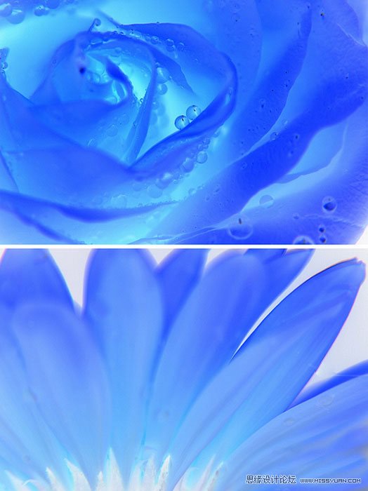 花卉摄影的抽象拍摄技法