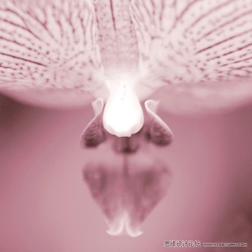 花卉摄影技巧之抽象拍摄技法详解