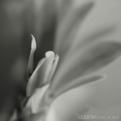 花卉摄影的抽象拍摄技法