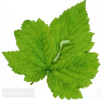 Photoshop制作绿叶上的水滴露珠效果图片