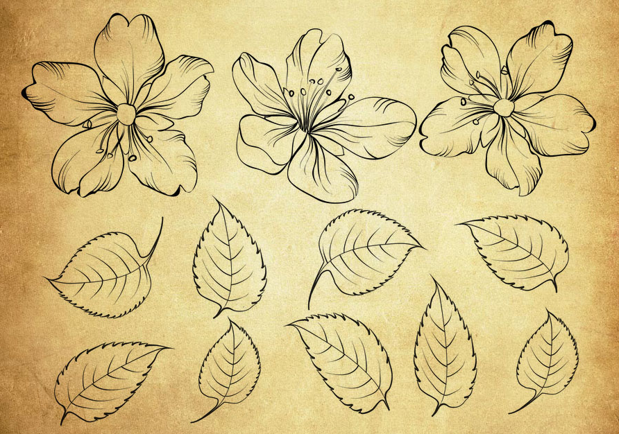 手绘花朵和叶子PS笔刷