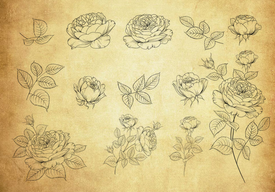 线描花朵和叶子PS笔刷