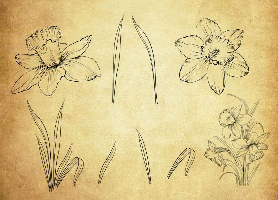 手绘线描叶子和花朵PS笔刷