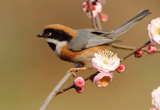 Photoshop制作小鸟张嘴鸣叫动画图片
