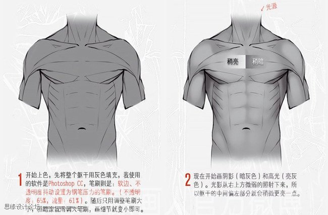 详细解析人体躯干肌肉画法详解