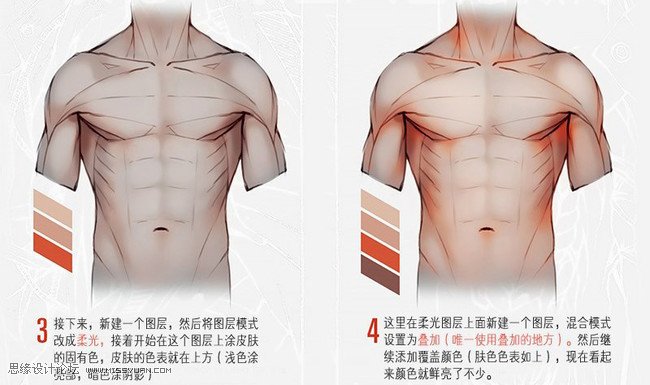 详细解析人体躯干肌肉画法详解