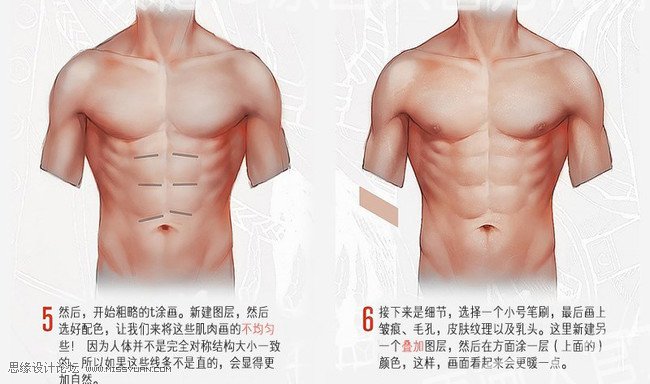 详细解析人体躯干肌肉画法详解