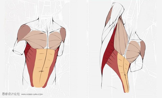 详细解析人体躯干肌肉画法详解