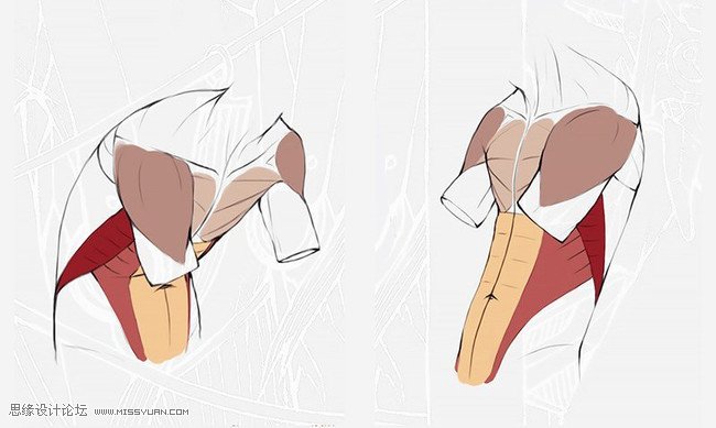 详细解析人体躯干肌肉画法详解