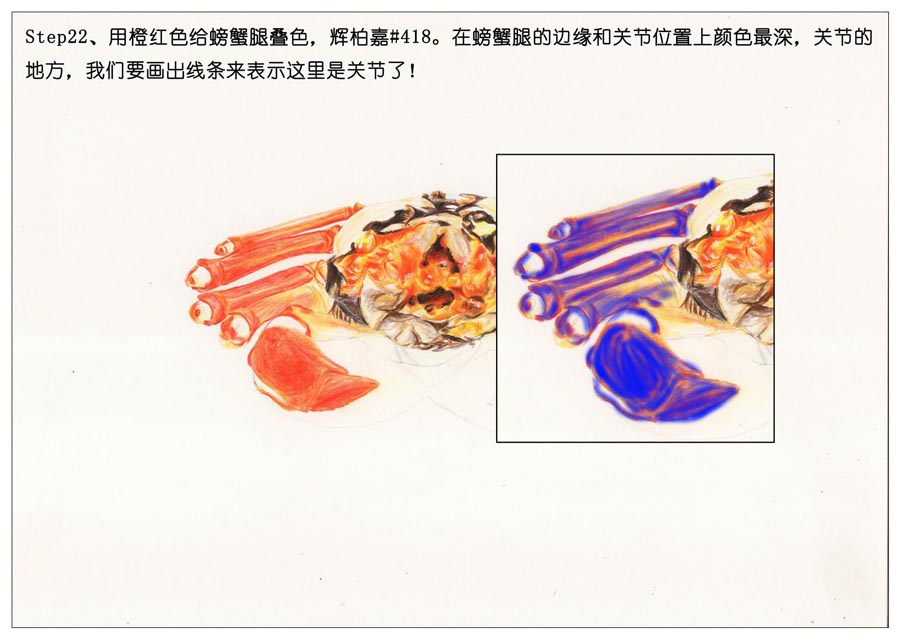 彩色铅笔画之手绘美食大闸蟹