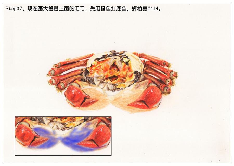 彩色铅笔画之手绘美食大闸蟹
