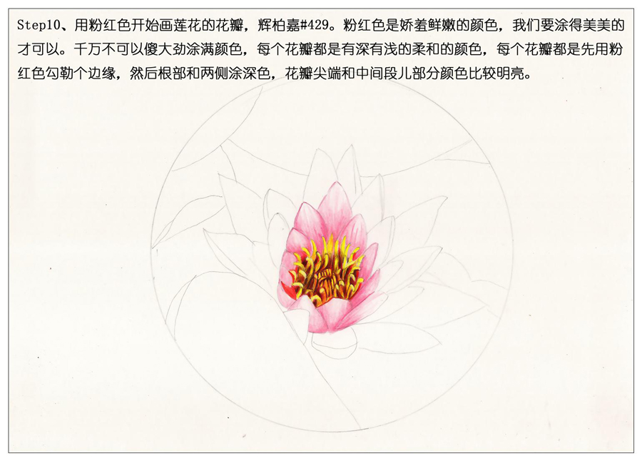 彩色铅笔画之鲜艳荷花荷叶