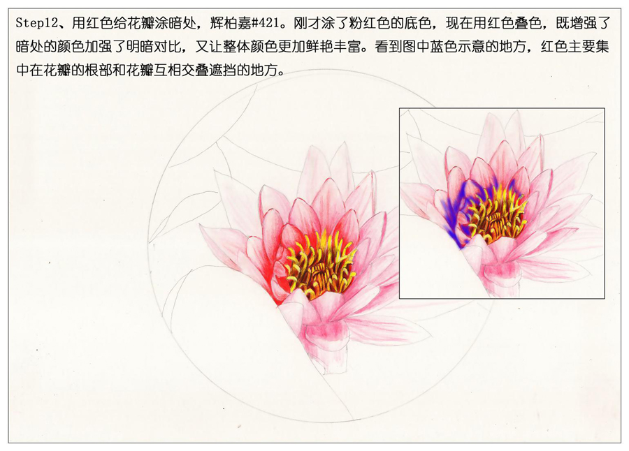 彩色铅笔画之鲜艳荷花荷叶