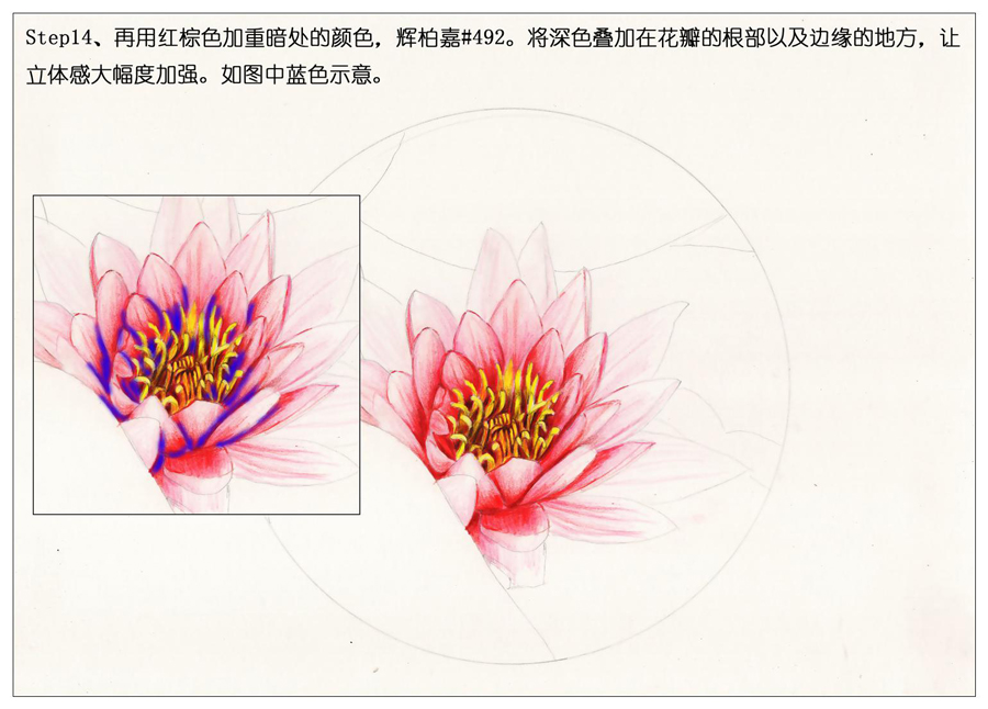 彩色铅笔画之鲜艳荷花荷叶