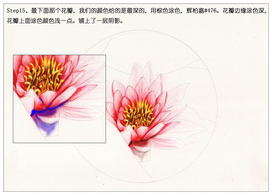 彩色铅笔画之鲜艳荷花荷叶