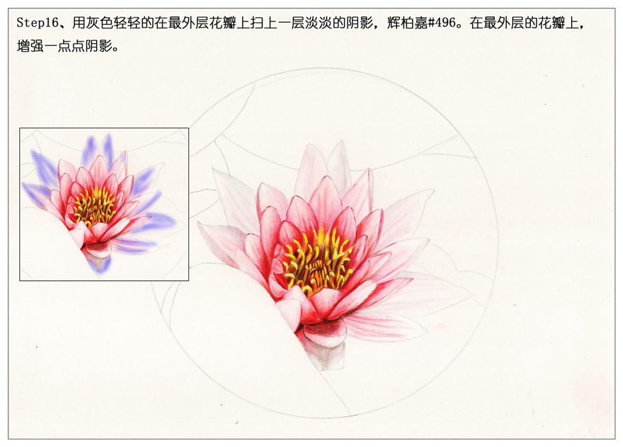 彩色铅笔画之鲜艳荷花荷叶