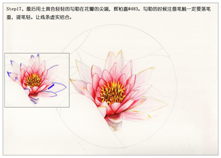 彩色铅笔画之鲜艳荷花荷叶