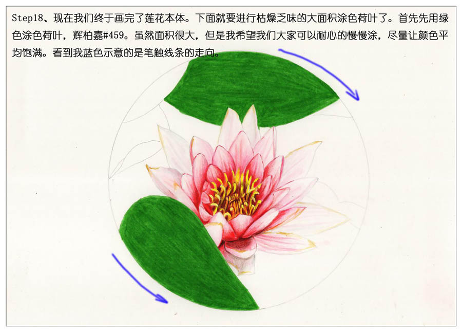 彩色铅笔画之鲜艳荷花荷叶