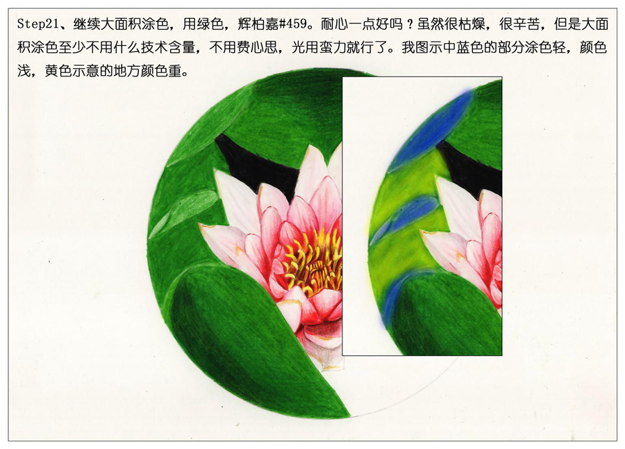 彩色铅笔画之鲜艳荷花荷叶