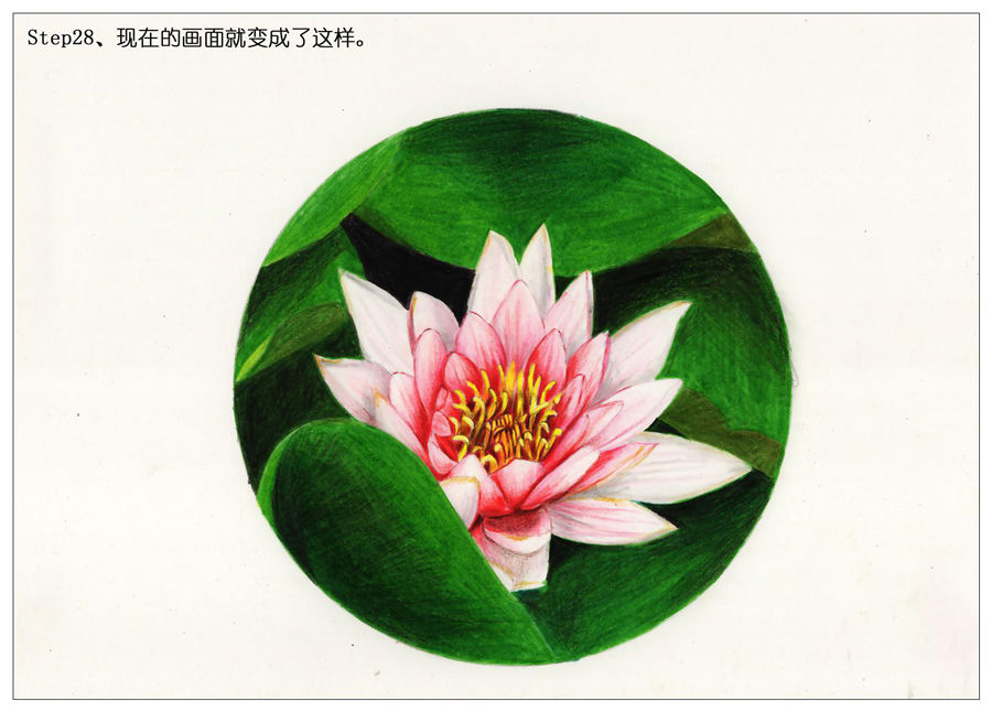 彩色铅笔画之鲜艳荷花荷叶