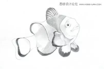 详解彩色铅笔画之小丑鱼的画法