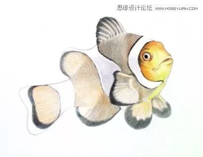 详解彩色铅笔画之小丑鱼的画法