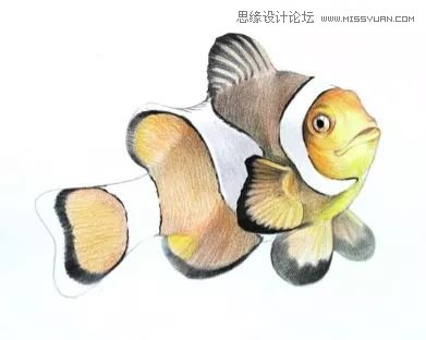 详解彩色铅笔画之小丑鱼的画法