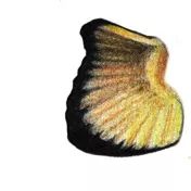 详解彩色铅笔画之小丑鱼的画法