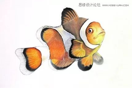 使用铅笔绘制小丑鱼彩色铅笔画的画法详解