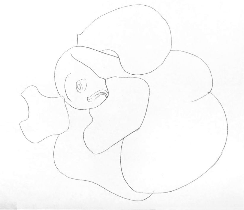 彩色铅笔画之泰国斗鱼的画法