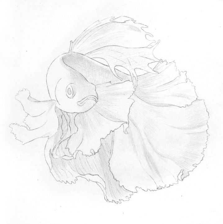 彩色铅笔画之泰国斗鱼的画法