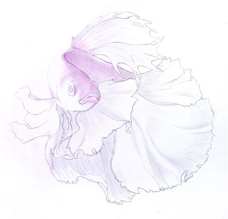 彩色铅笔画之泰国斗鱼的画法