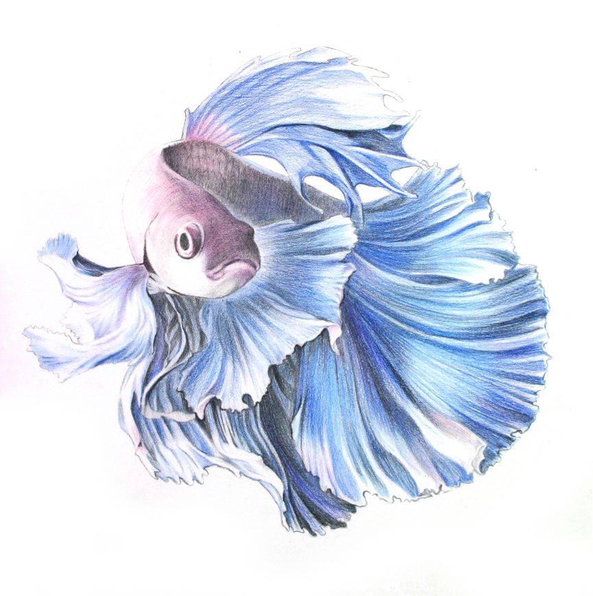 彩色铅笔画之泰国斗鱼的画法