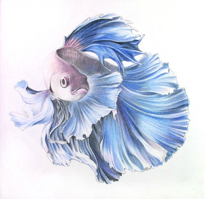 彩色铅笔画之泰国斗鱼的画法