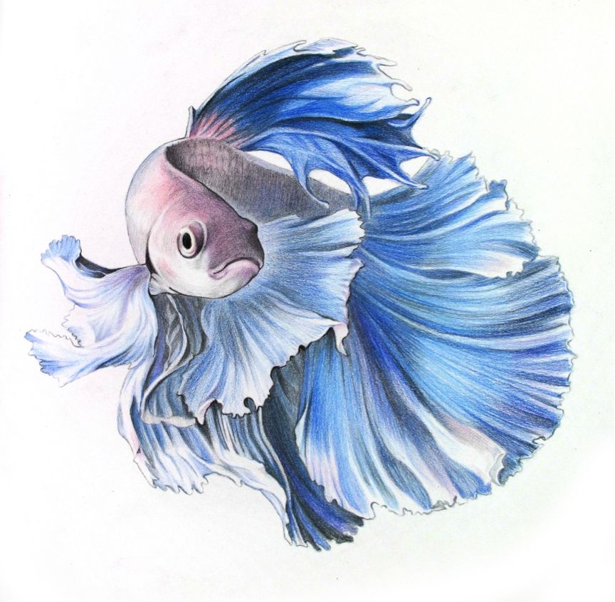 彩色铅笔画之泰国斗鱼的画法
