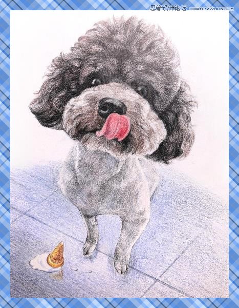 彩色铅笔画之泰迪熊犬的画法