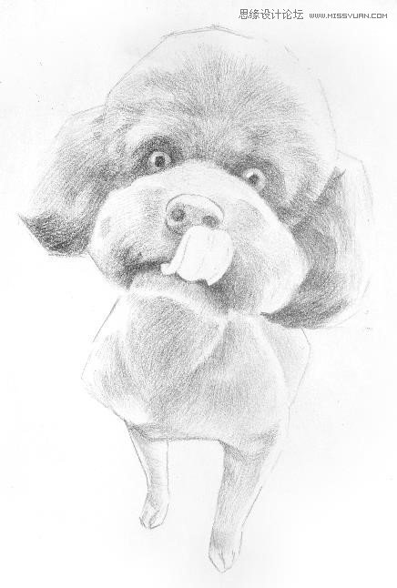 彩色铅笔画之泰迪熊犬的画法