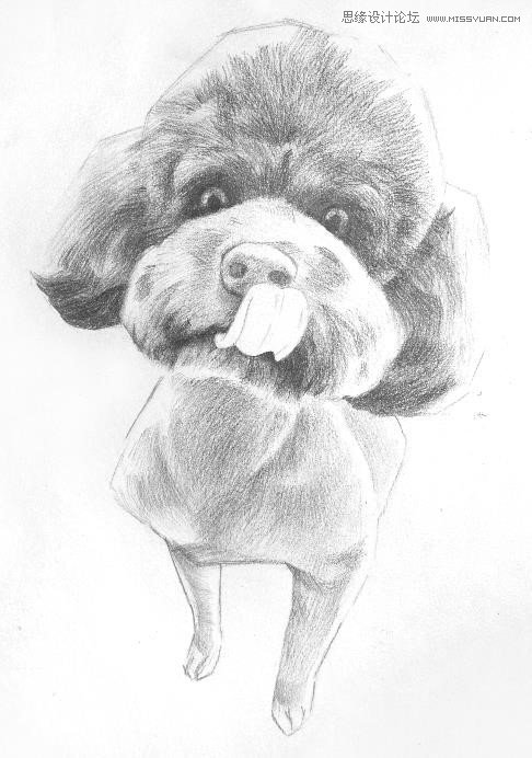 彩色铅笔画之泰迪熊犬的画法