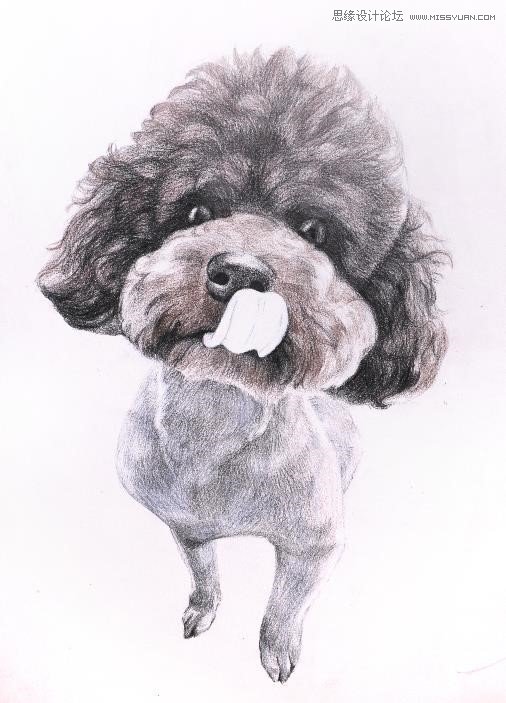 彩色铅笔画之泰迪熊犬的画法