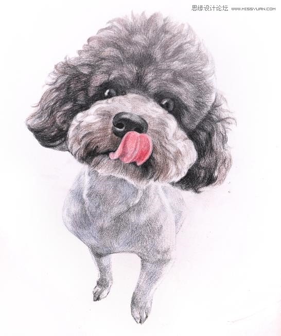 彩色铅笔画之泰迪熊犬的画法