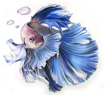 使用手工用铅笔绘制泰国斗鱼彩色铅笔画的画法