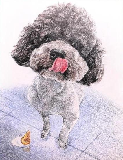 详解彩色铅笔画之泰迪熊犬的画法